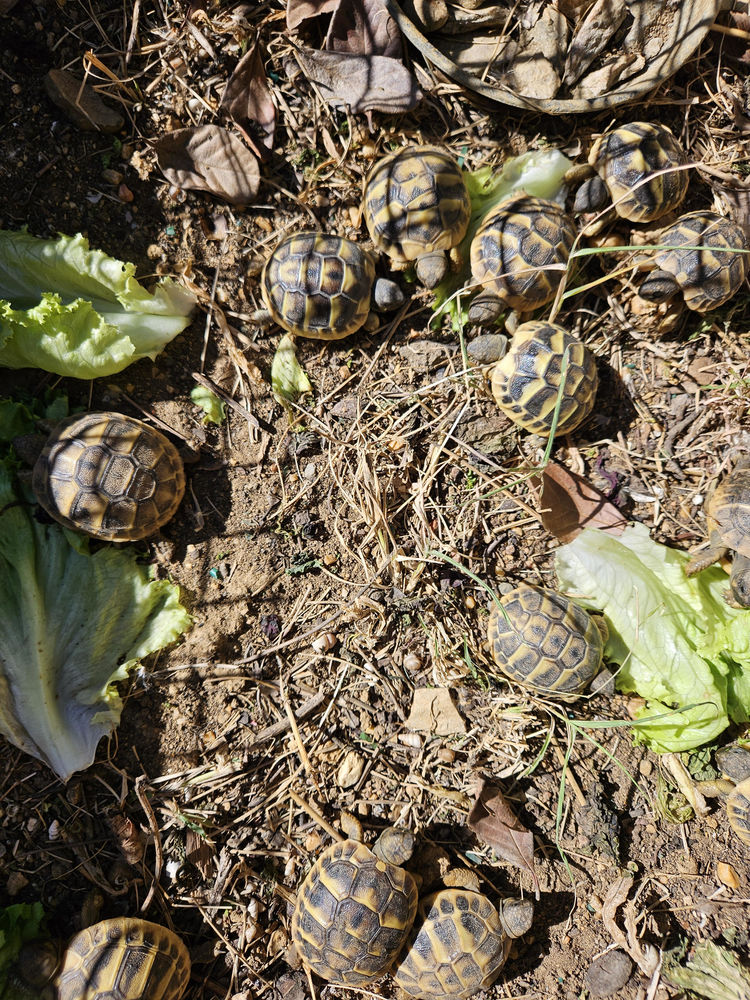 Tortues Hermann juv&eacute;niles 35 34830 Jacou