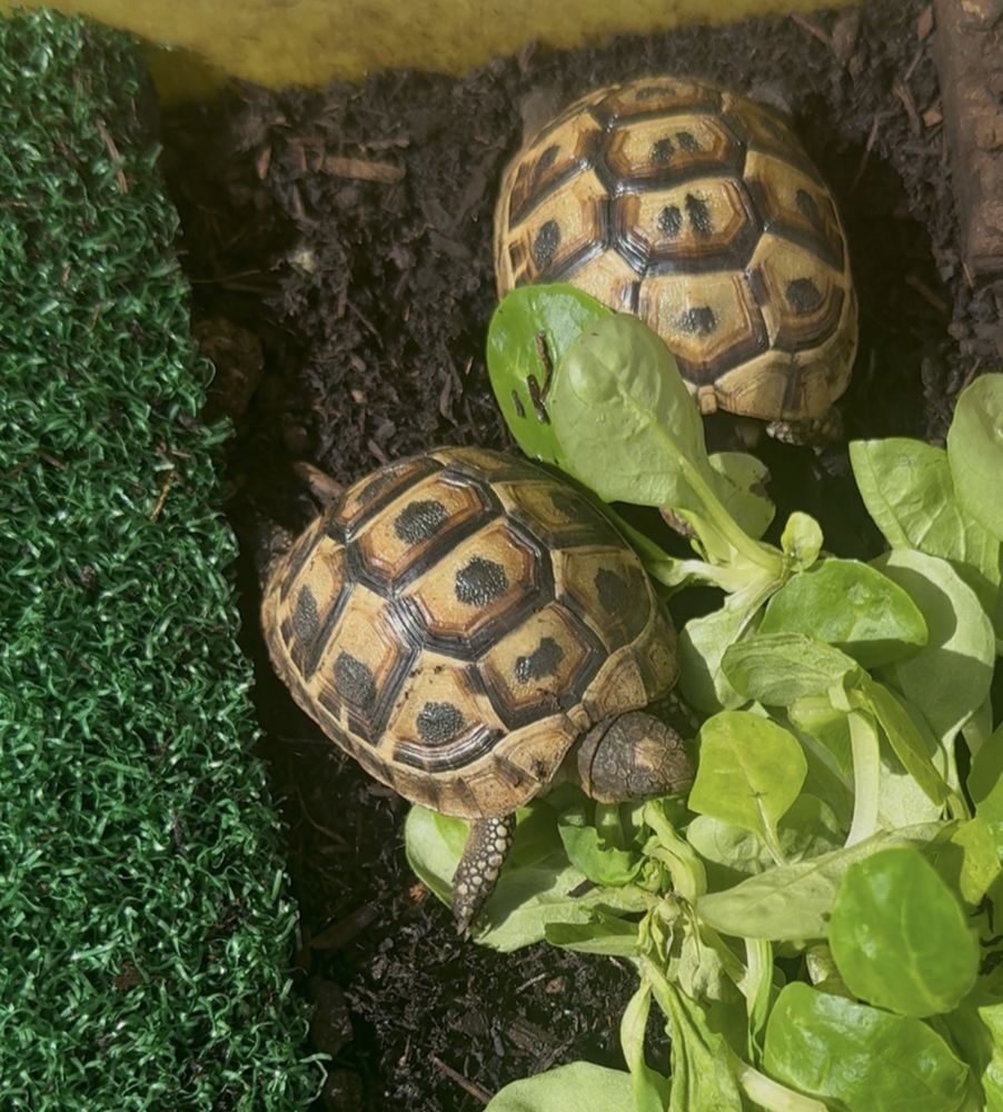 Tortues de terre graeca 100 78955 Carri�res-sous-poissy