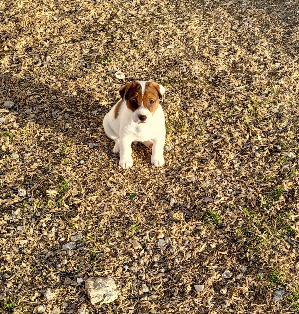 Chiot jack russell 600 02540 Viels-maisons