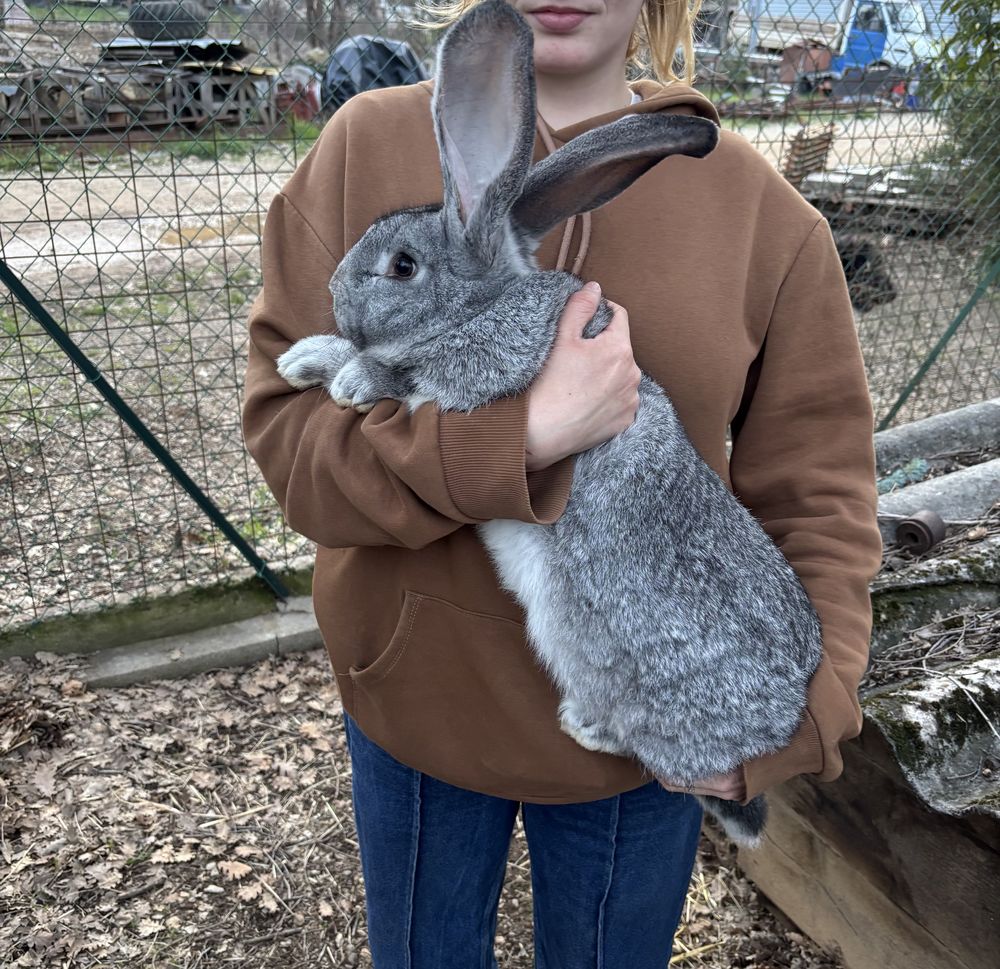 Saillies g&eacute;ant des Flandres 20 83440 Fayence