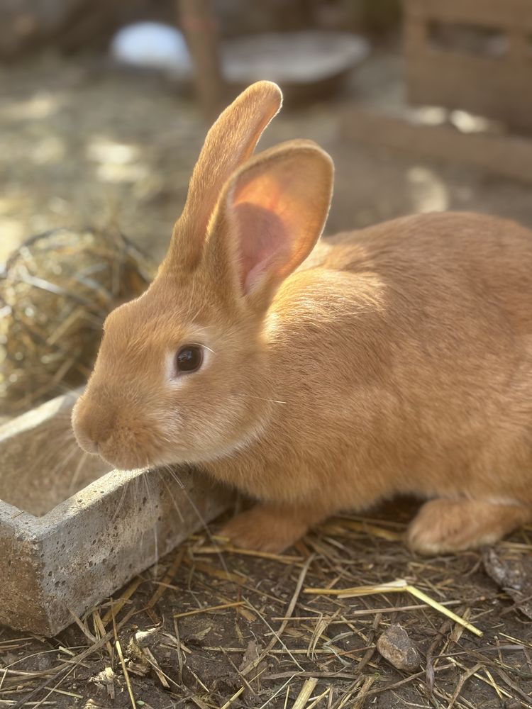 Lapine g&eacute;ant des Flandresx fauve de bourgognex g&eacute;ant papil'o 60 83440 Fayence