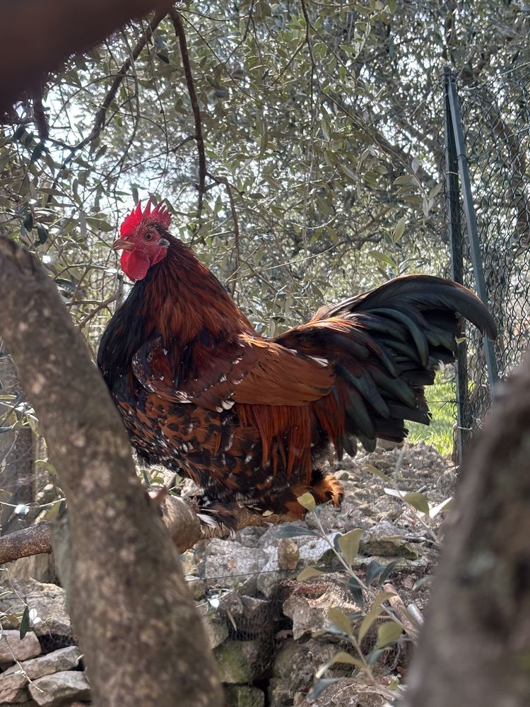 Coq p&eacute;quin crois&eacute;e 0 83440 Fayence