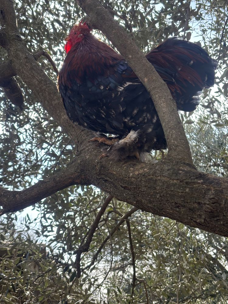 Coq p&eacute;quin pure race 15 83440 Fayence