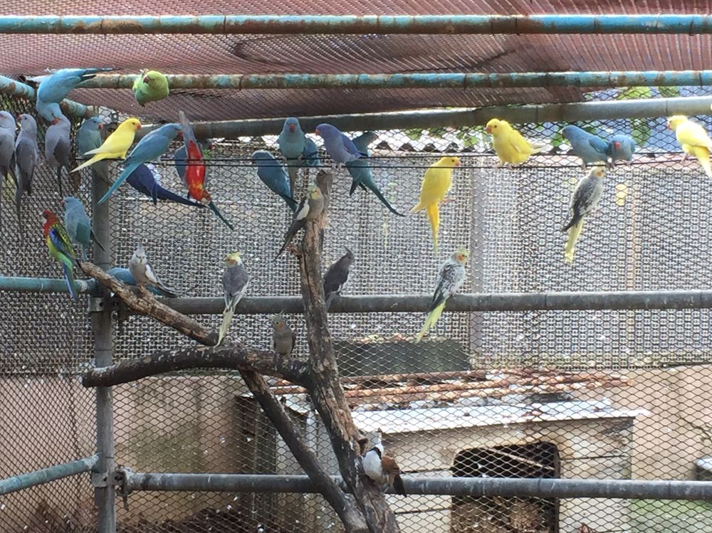 grandes perruches 50 38150 Roussillon