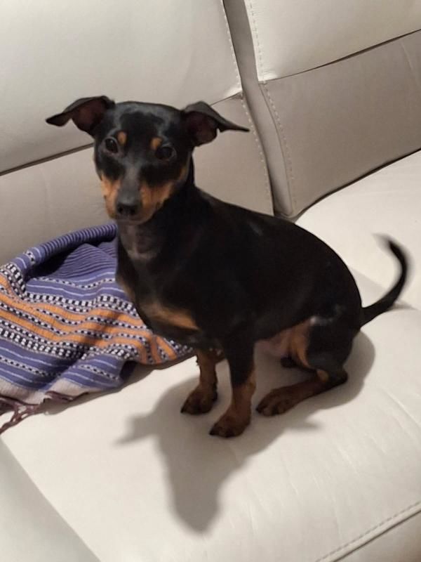 Pinscher femelle 0 51100 Reims