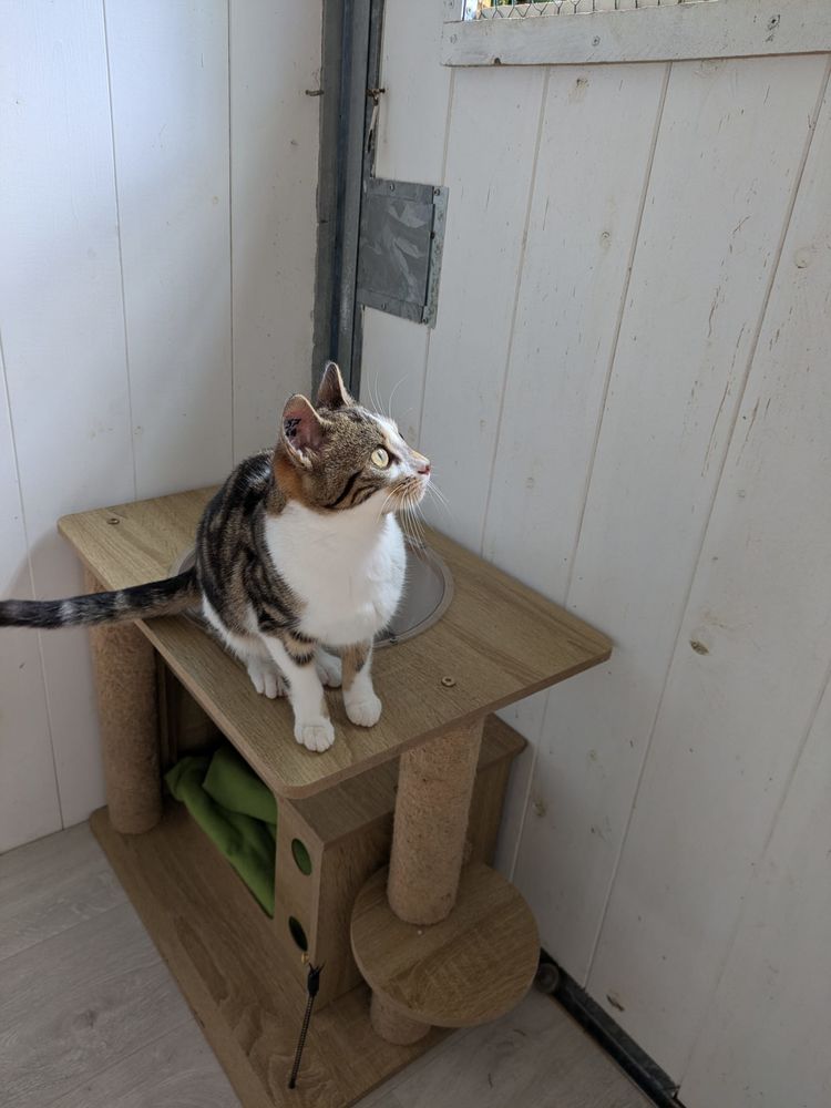 adorable chatte 6mois st&eacute;rilis&eacute;e 0 58110 Alluy