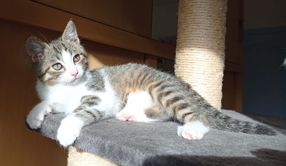 Chatons 0 93240 Stains