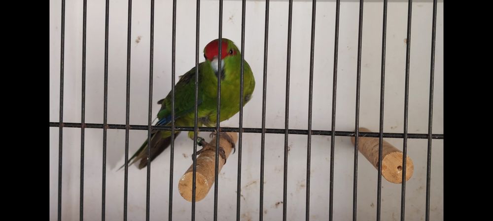 Kakarikis 40 17120 Meursac