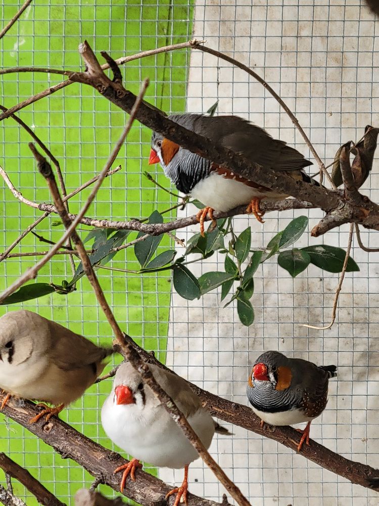 Mandarins 10 46090 Esclauzels