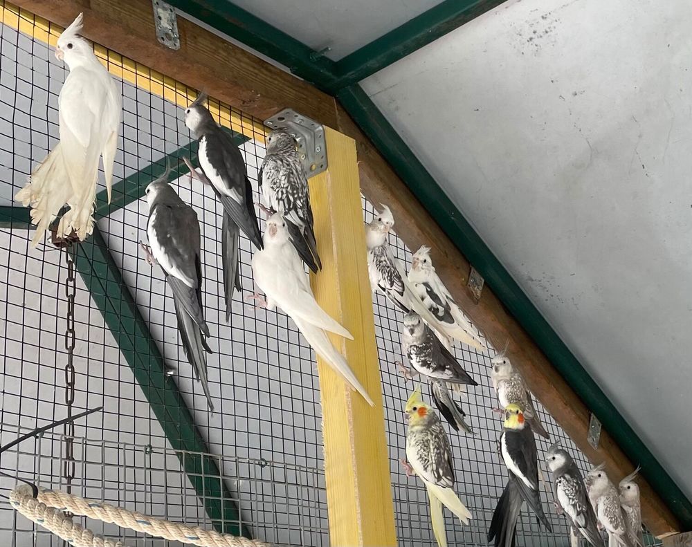 Calopsitte Face Blanche 40 83600 Fr�jus