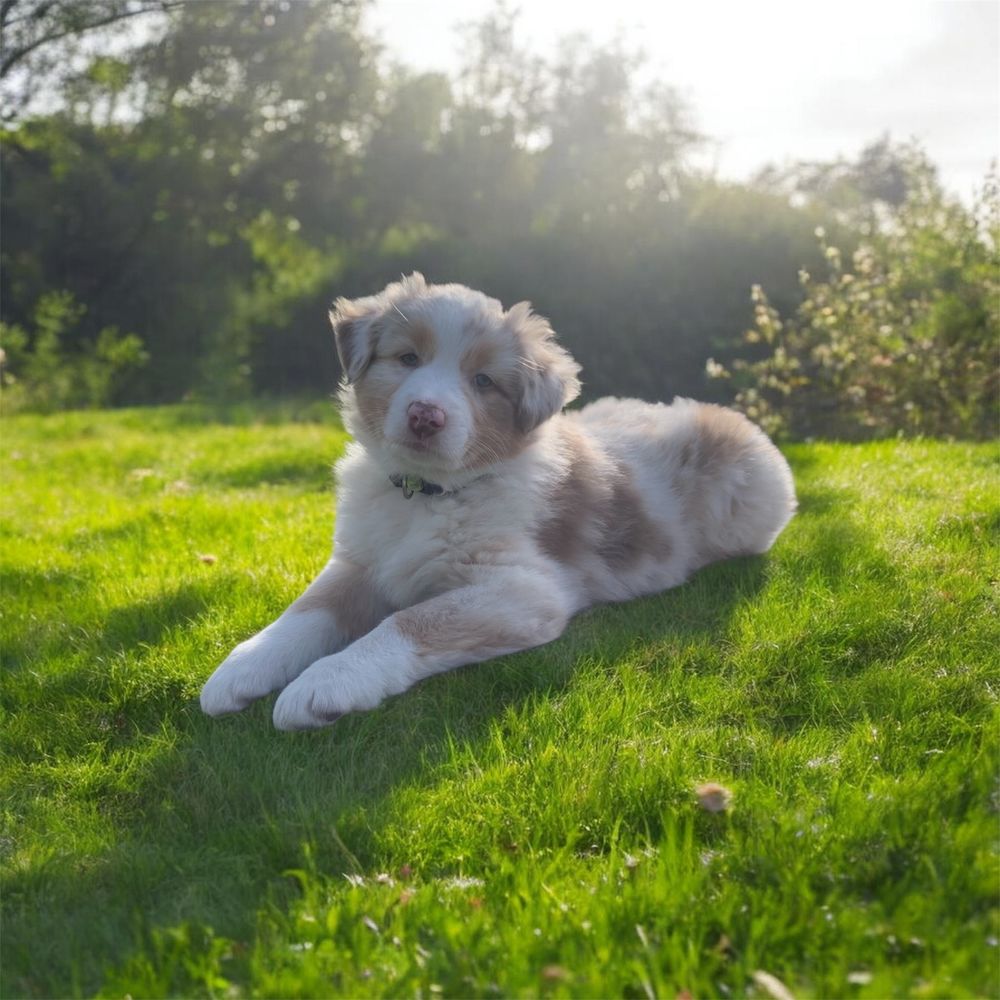 Chiot berger australien 1000 56330 Pluvigner