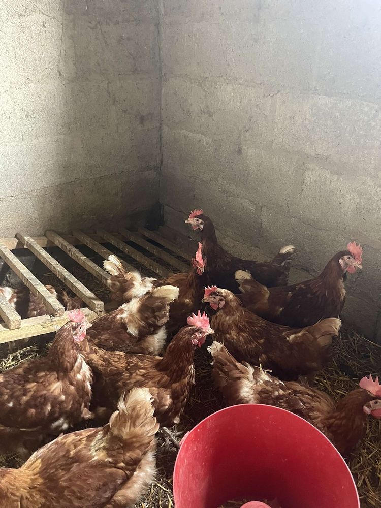 Poules pondeuse 10 49450 Saint-macaire-en-mauges