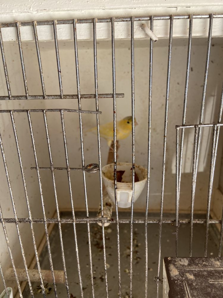 Canari 20 33130 B�gles