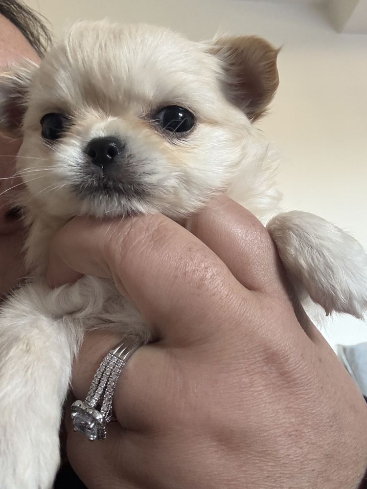 &Agrave; r&eacute;server petit chiot miniature poil long 2490 34200 S�te