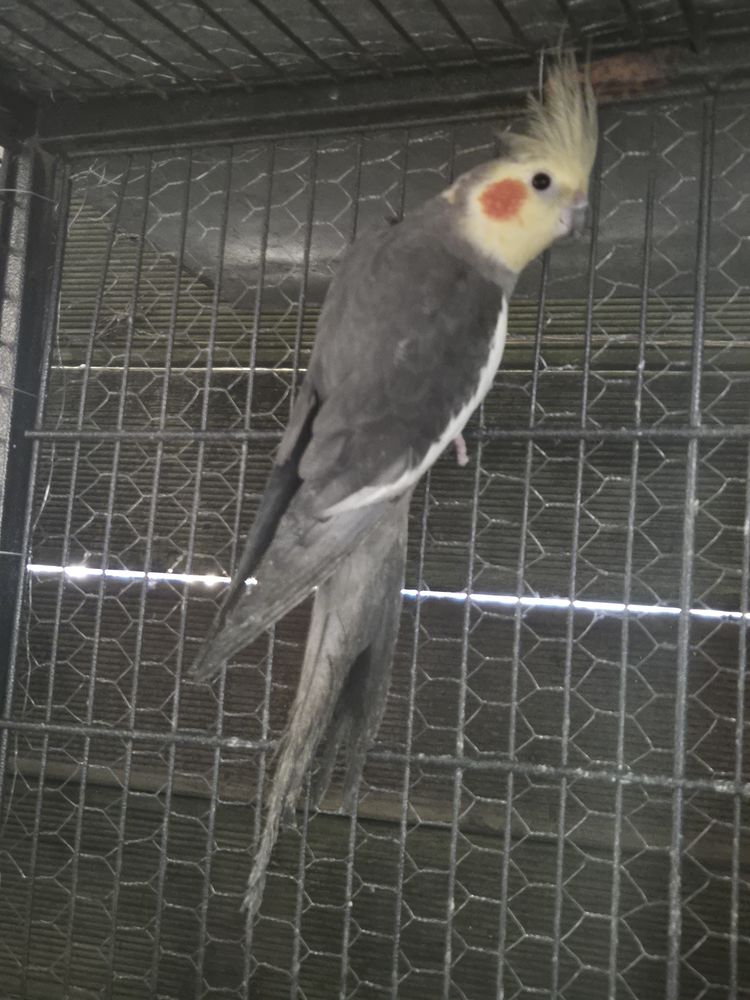 Calopsitte 25 17510 Villiers-couture