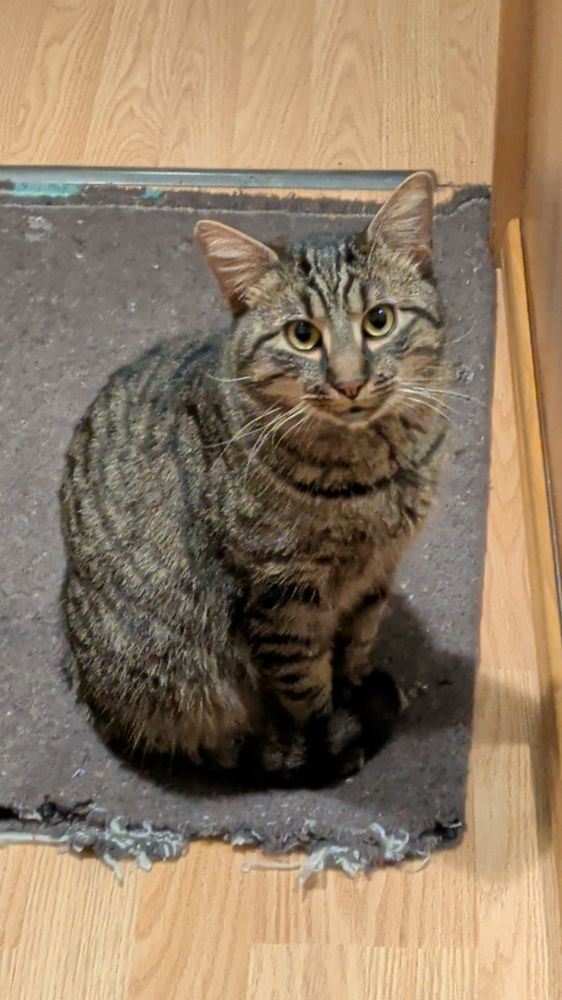 Chat trouv&eacute; a donner 0 71270 Pierre-de-bresse