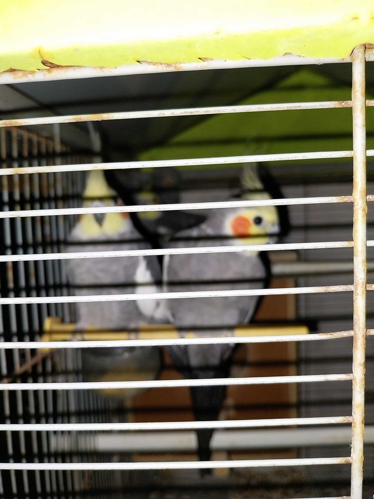 2 tr&egrave;s beaux m&agrave;&cent;les calopsites 40 33700 M�rignac