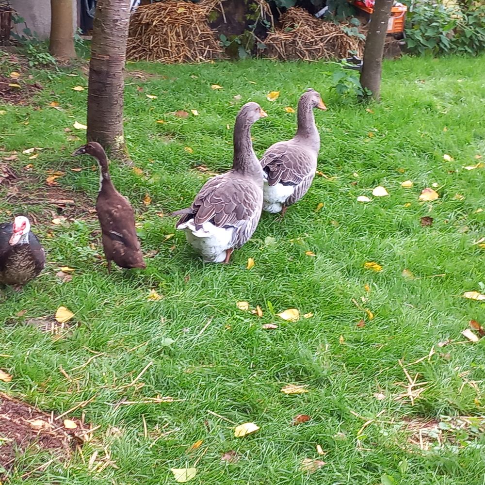 Oie canard 100 54540 Vacqueville