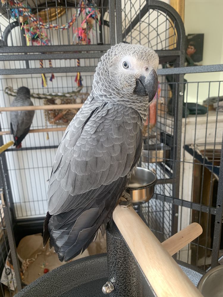 Gris du Gabon  3000 42420 Lorette