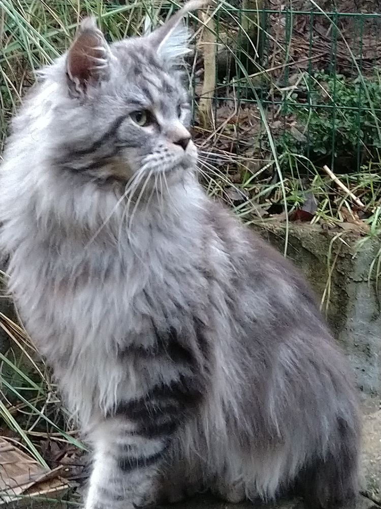 Portees a reserver grand choix males, femelles, couleurs 780 07600 Vals-les-bains