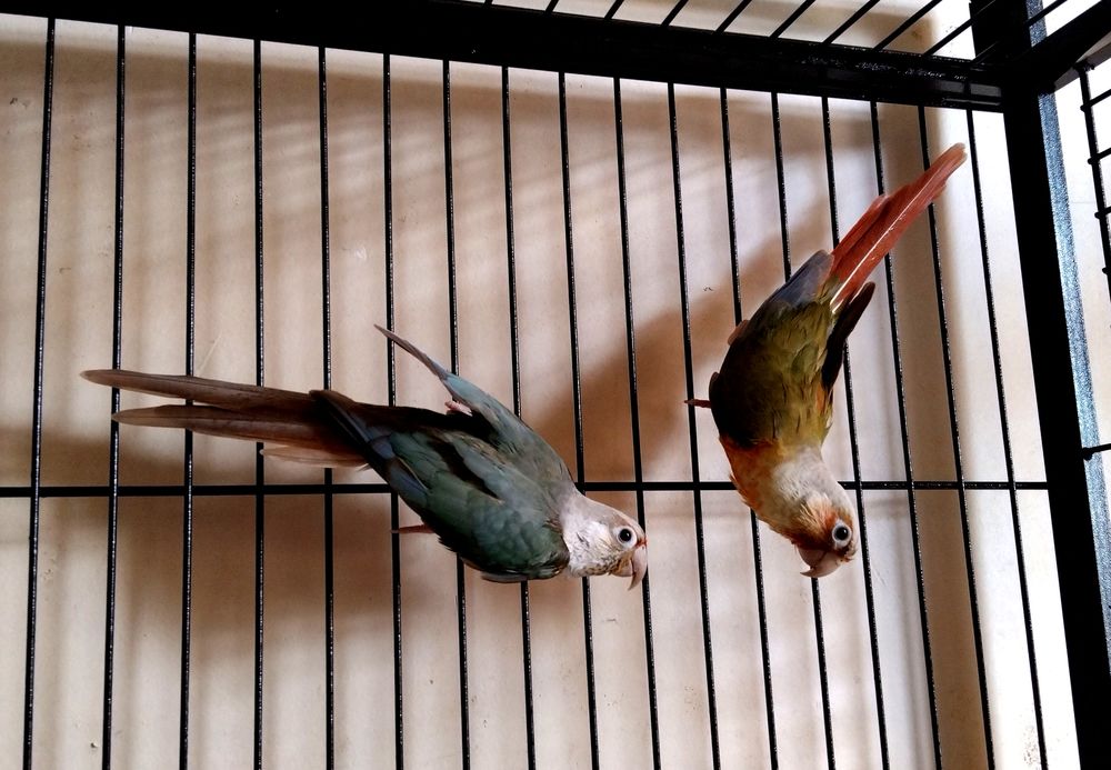 Perroquets Conures de Molina 150 51800 Sainte-menehould