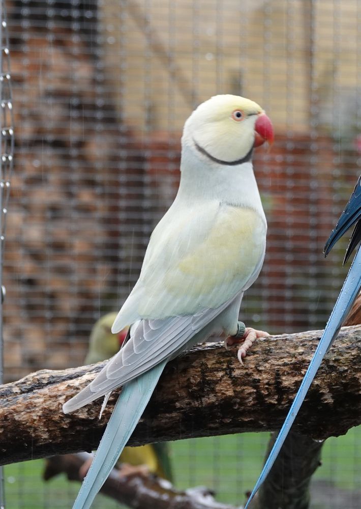 Perruche &agrave; collier 120 33000 Bordeaux