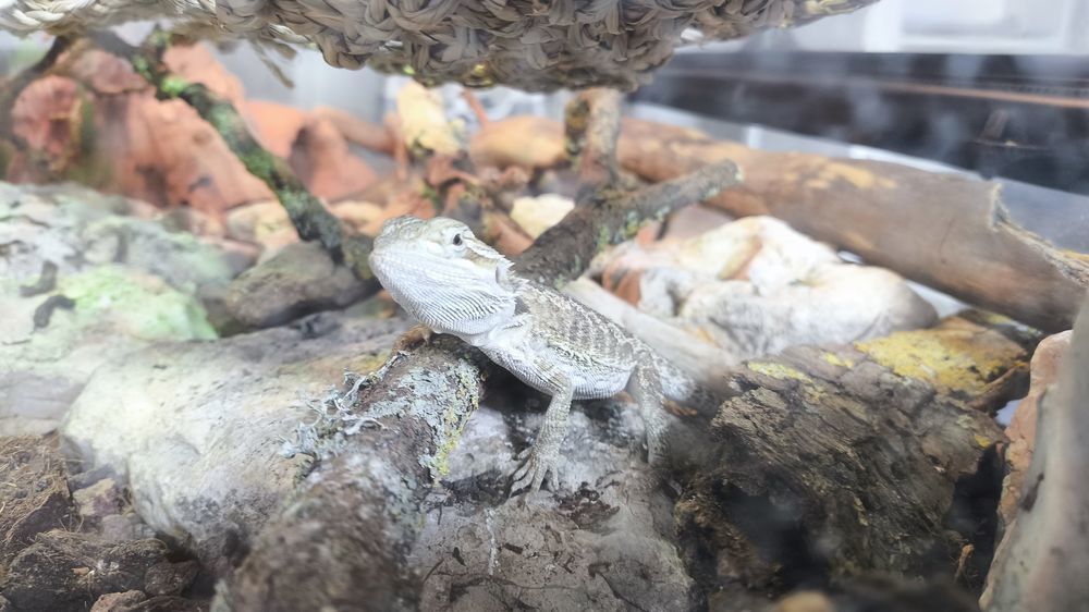 Pogona ( dragon barbu ) 150 45000 Orl�ans