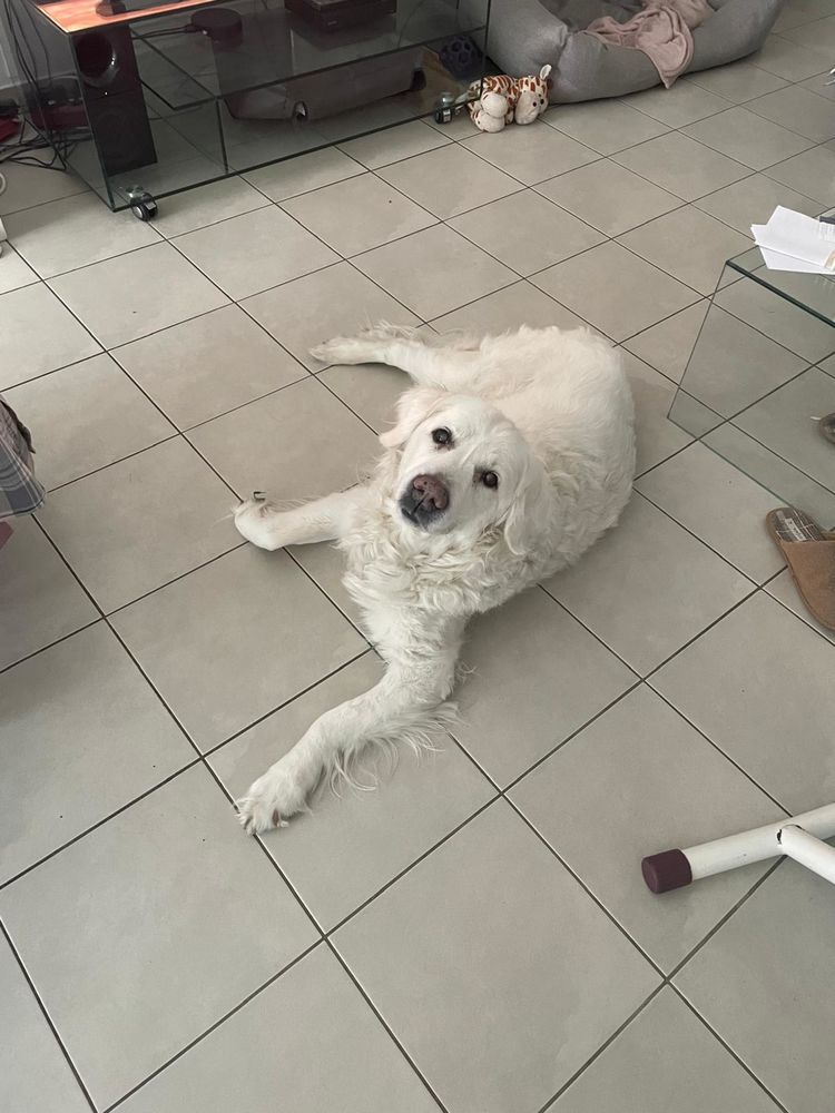 Golden retriever M&acirc;le 12 ans 0 78680 �p�ne