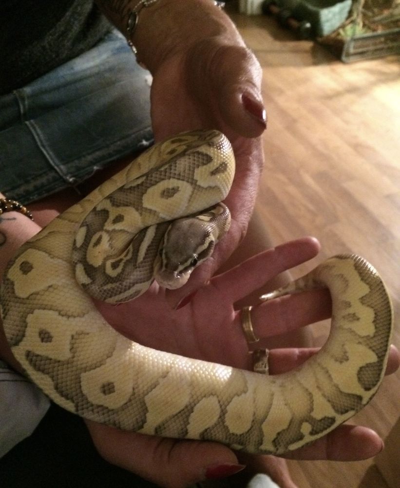 Python banana avec son terrarium 200 44290 Pierric