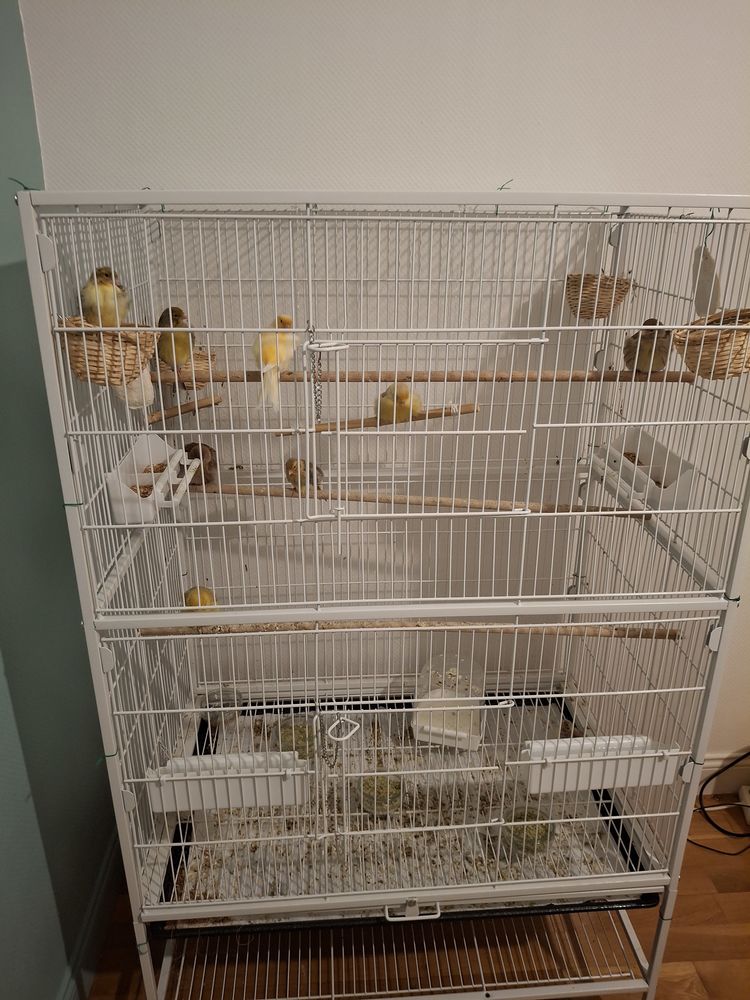 grande cage avec 9 canaris 180 79460 Magn�
