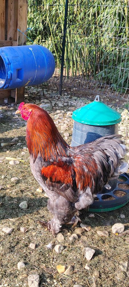 Coqs Brahma 25 17430 Bords