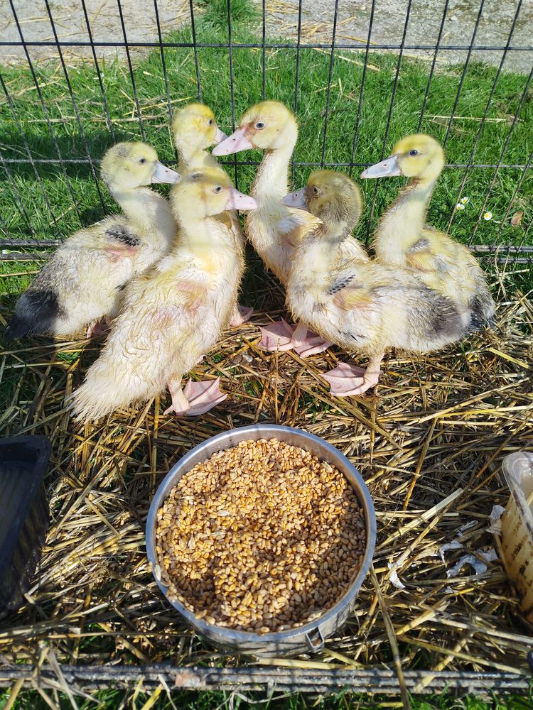 Jeune canards de barbarie , 15 77114 Herm�