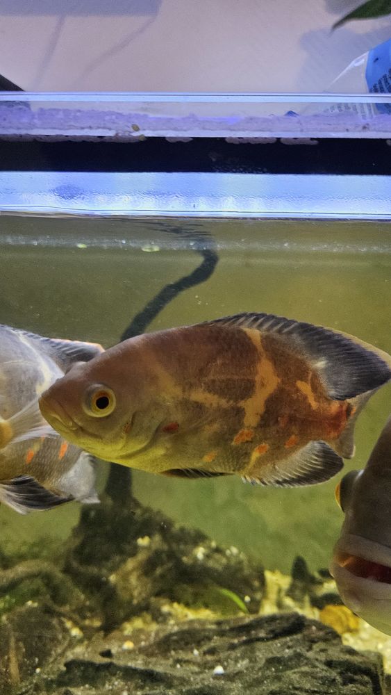 Oscar tigre albinos 1 57160 Moulins-l�s-metz