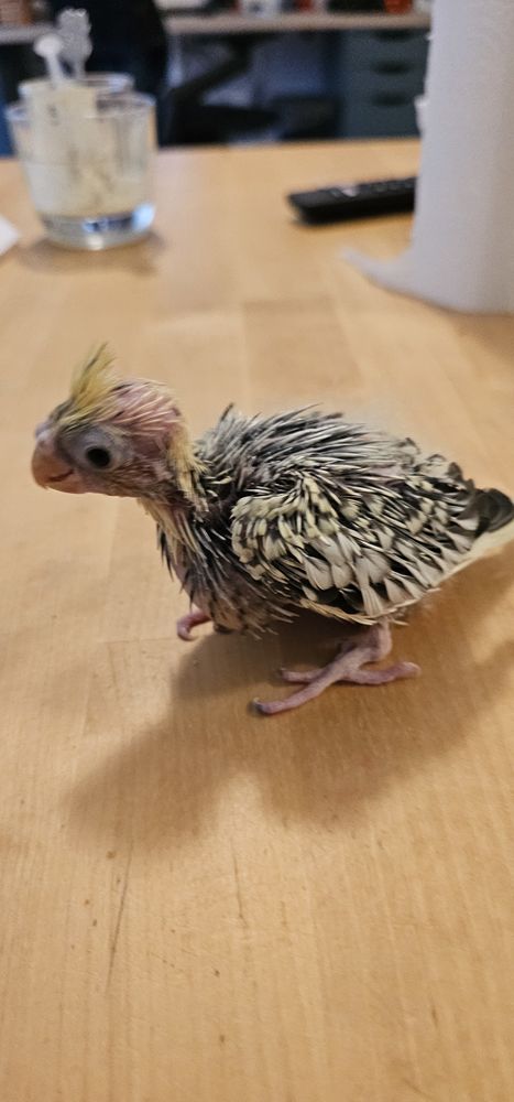 Poussins de calopsittes &eacute;lev&eacute;s &agrave; la main
180 74100 �trembi�res