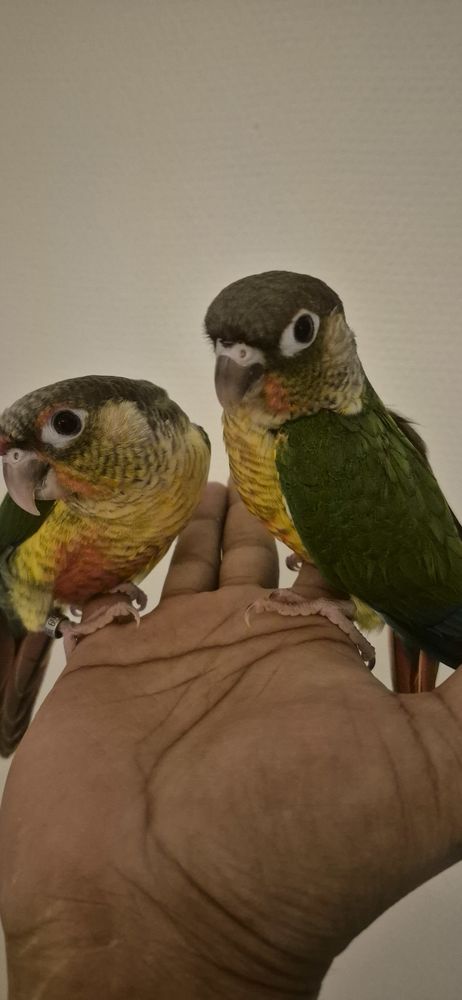 Conure molinae Eam 280 95190 Goussainville