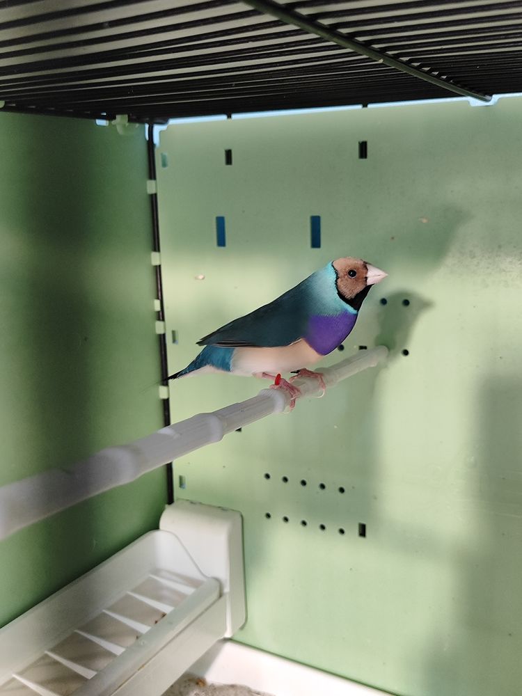 Male Gould 60 13200 Arles