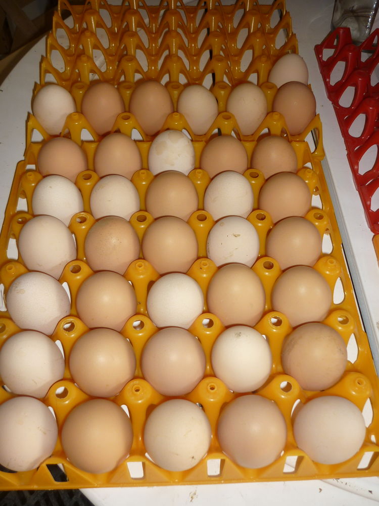 Oeufs 3 61360 Sur�