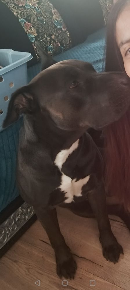 Chien &agrave; donner 0 95800 Cergy