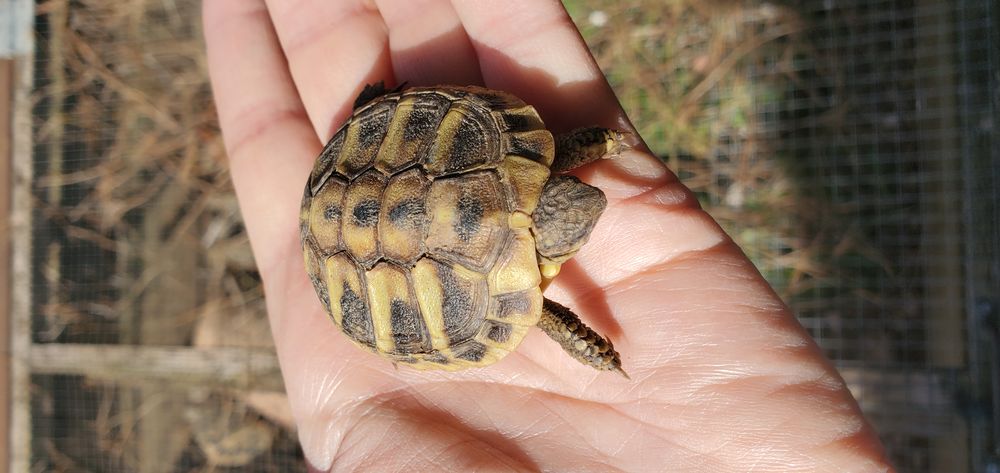B&eacute;b&eacute;s tortues Hermann 50 34150 Montpeyroux