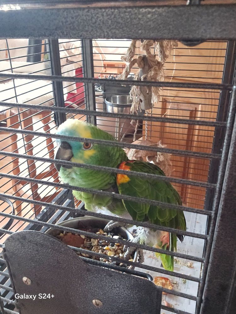 Perroquet amazone 700 85570 Saint-val�rien