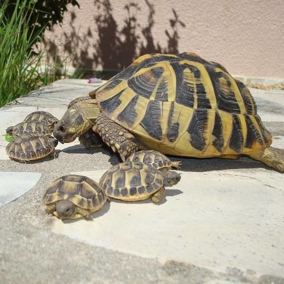 tortues de terre 50 34830 Jacou