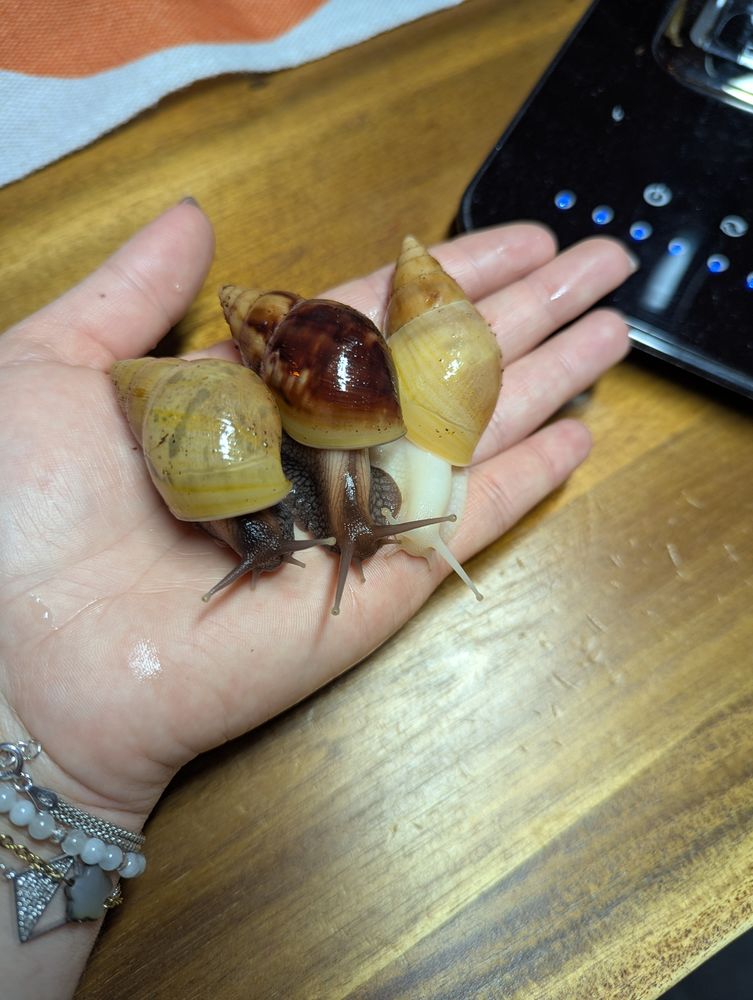 Donne escargot g&eacute;ant d'Afrique 0 38290 Satolas-et-bonce