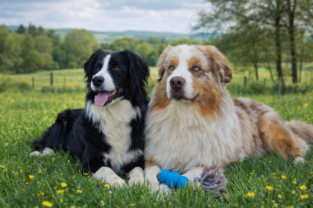 A r&eacute;server chiots berger australien 1200 36400 Thevet-saint-julien