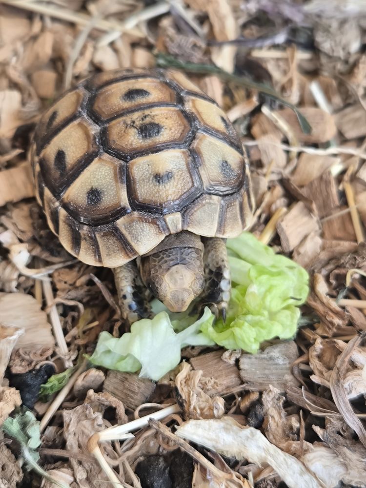 BBGraeca 25 66430 Bompas