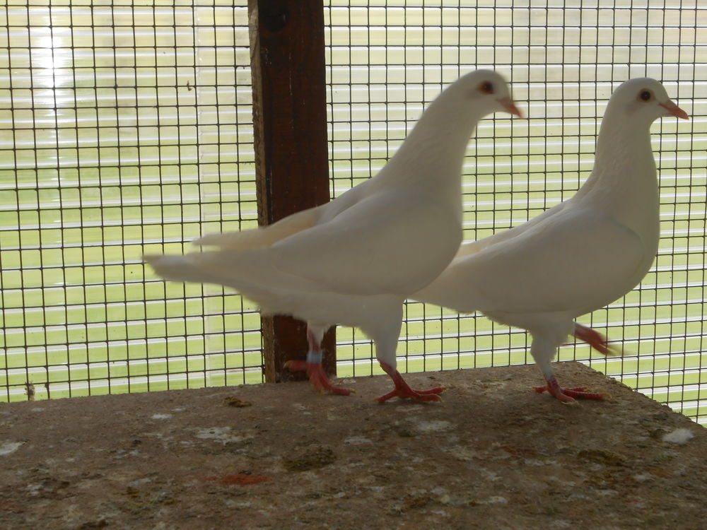 PIGEONS REPRODUCTEURS 25 52800 Nogent
