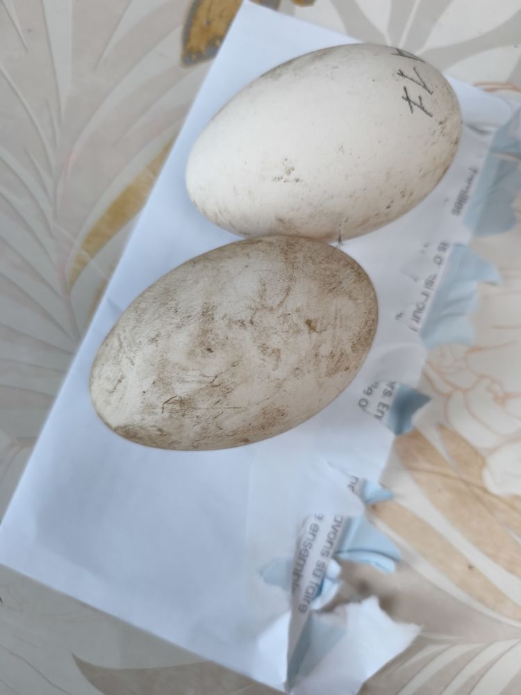 Oeufs oies 1 59230 Saint-amand-les-eaux