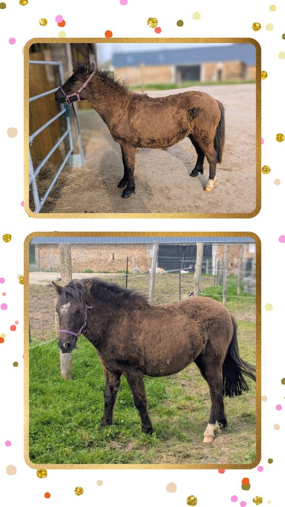 Gentil poney 800 50190 Milli�res