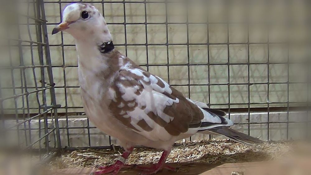 Recherche. 0 59179 Fenain