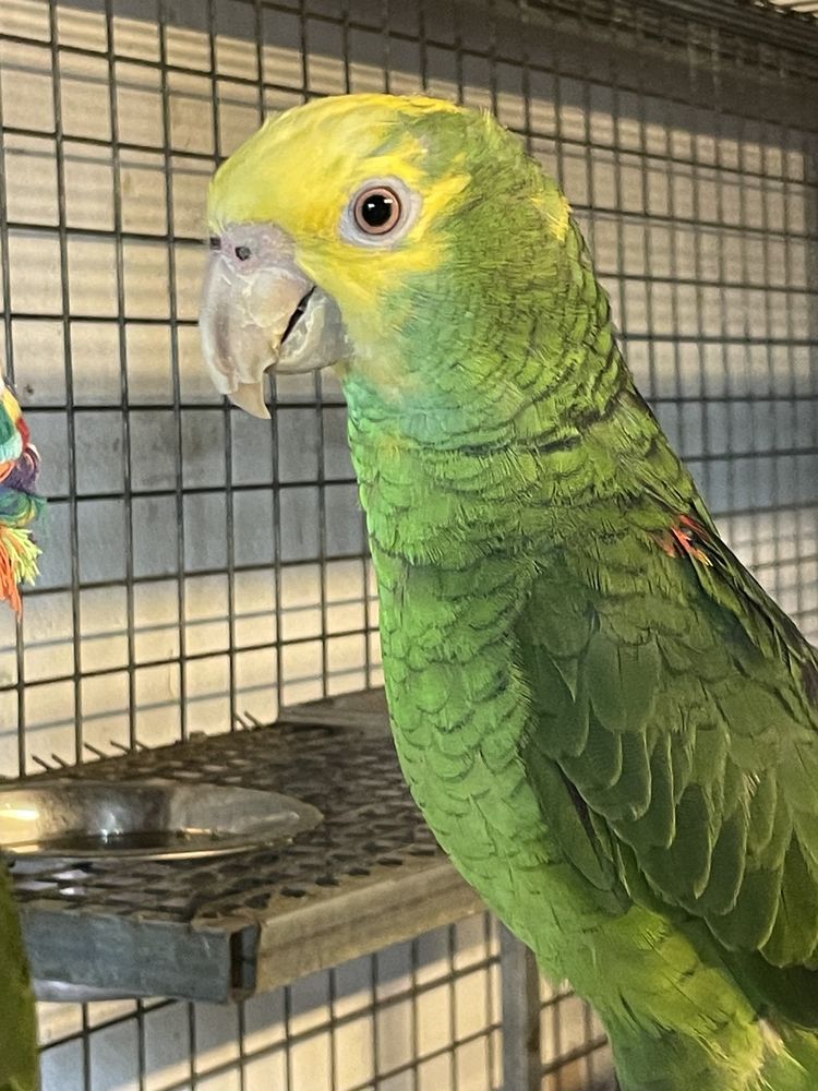 Perroquet amazone t&ecirc;te jaune EAM 900 81150 Florentin