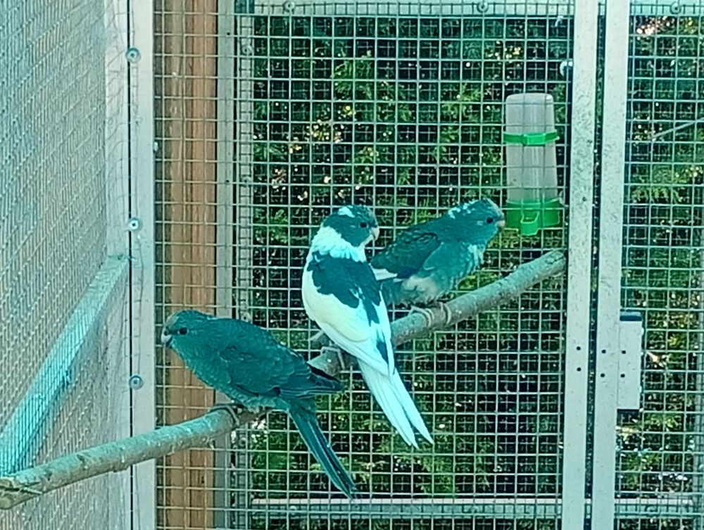 Jeunes kakarikis m&acirc;les bleus et panach&eacute;s bleus 45 01170 S�gny